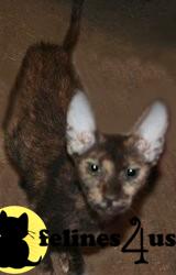 Cats for Sale