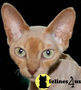 Devon Rex Young Male Cat
