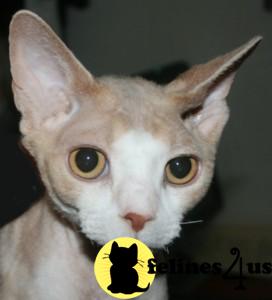 Cats for Sale