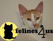 Cats for Sale