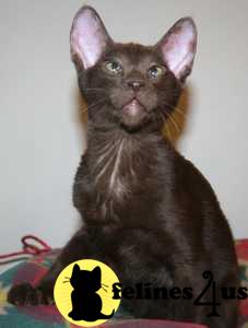 Straight Coat Peterbald