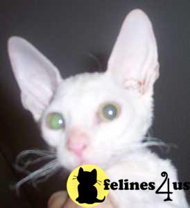 Cornish Rex Kittens