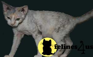 Cats for Sale