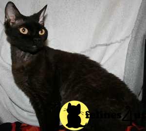 Cats for Sale