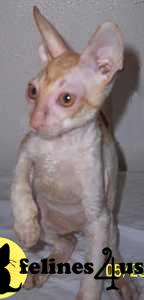 Kittens for Sale in Texas