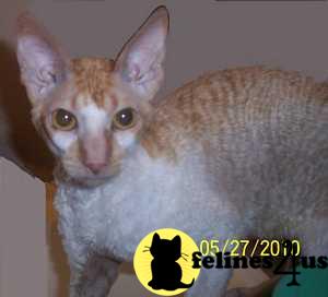 Cats for Sale