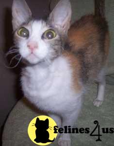 Cats for Sale