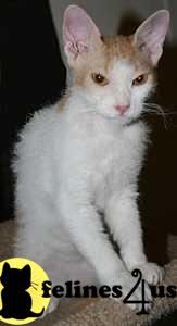 Kittens for Sale in Texas