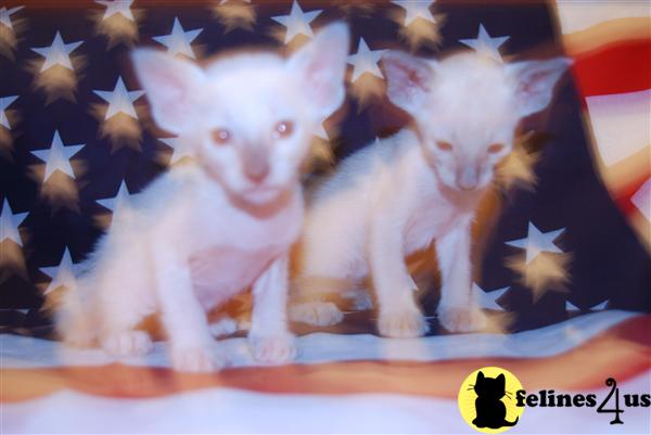 Kittens for Sale in Texas