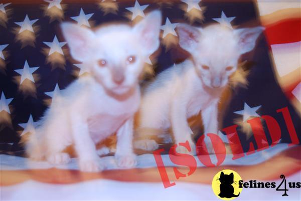 KON TIKI SIAMESE