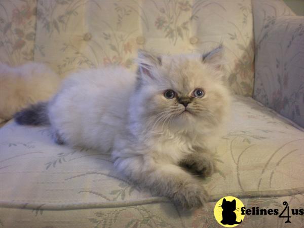 Kittens for Sale in Tennessee