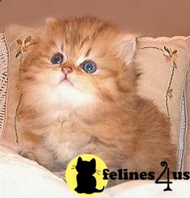 lovely bristish shorthair kitten for sale.