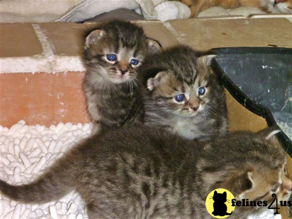 Siberian Kittens