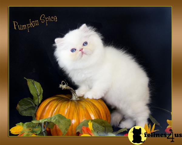 Himalayan Kittens in Florida