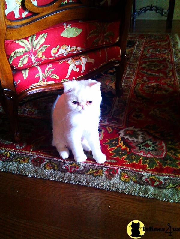 Kittens for Sale in Mississippi