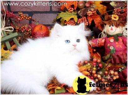 Kittens for Sale in Missouri