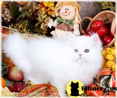 Kittens for Sale in Missouri