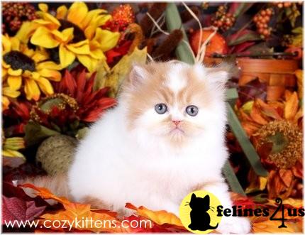 Kittens for Sale in Missouri
