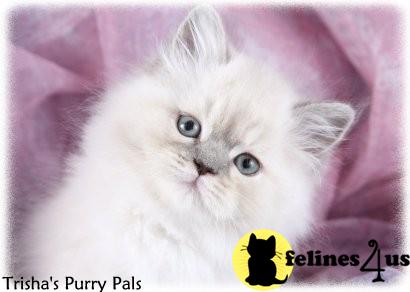 Kittens for Sale