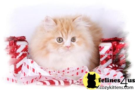 Kittens for Sale in Missouri