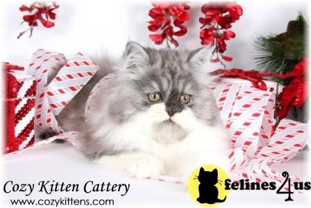 Kittens for Sale in Missouri
