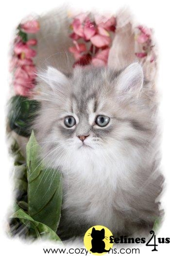Shop  Adopt with Assurance - Cozy Kitten Cattery