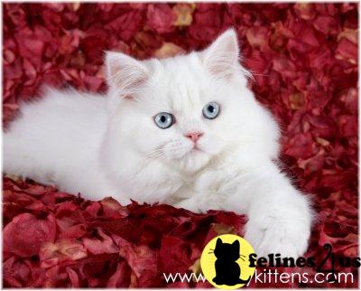 Kittens for Sale in Missouri