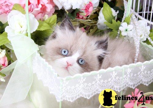 Adorable Himalayan Kittens - Bright Blue Eyes