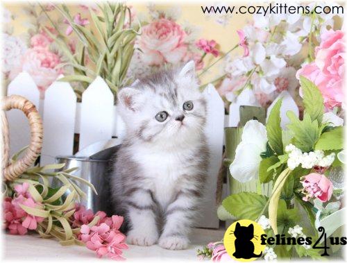 Adorable Short Hair Exotic Persians - Rare colors