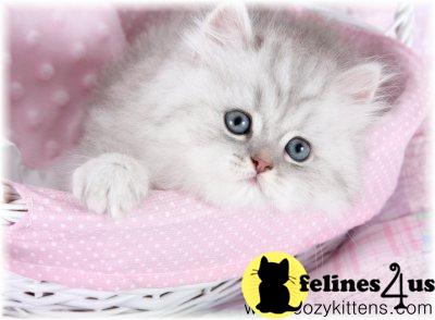 Kittens for Sale in Missouri