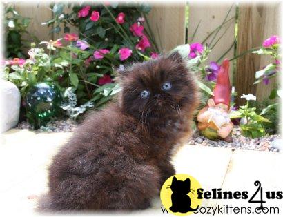 Kittens for Sale in Missouri
