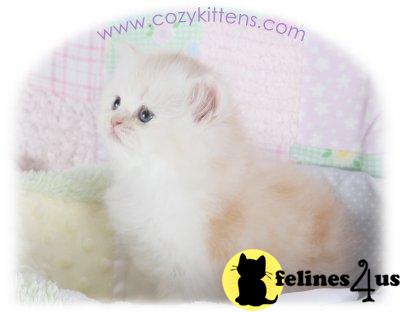 Kittens for Sale in Missouri