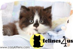 Kittens for Sale in Missouri