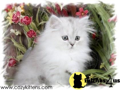 Kittens for Sale in Missouri
