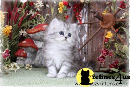 Kittens for Sale in Missouri