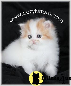 Kittens for Sale in Missouri
