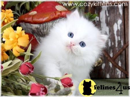 Kittens for Sale in Missouri