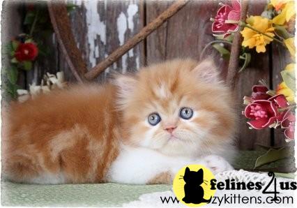 Kittens for Sale in Missouri