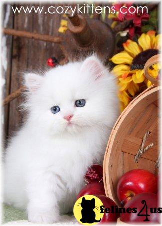 Kittens for Sale in Missouri