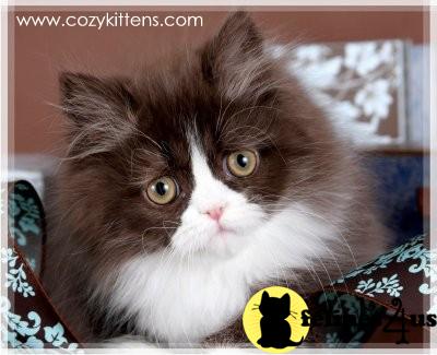 Kittens for Sale in Missouri