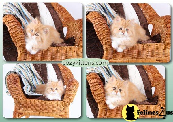 Persian Kittens