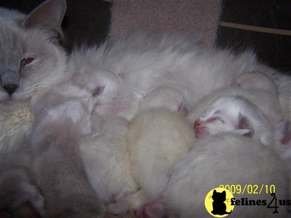 LauraBell Cattery