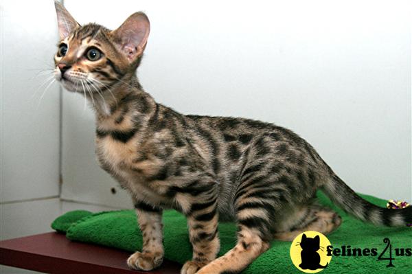 Savannah Kittens