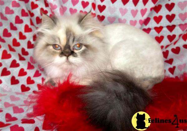 Himalayan Kittens