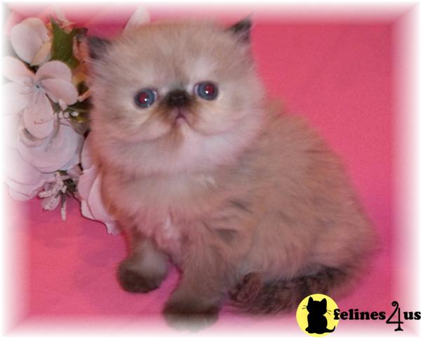 Himalayan Kittens in Illinois