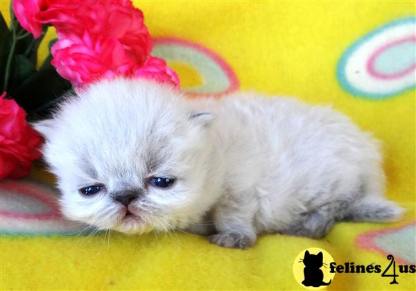 Kittens for Sale