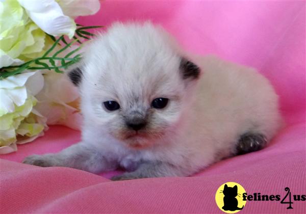 Kittens for Sale