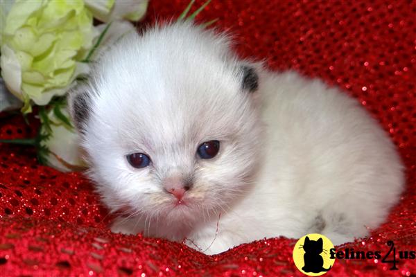 Kittens for Sale