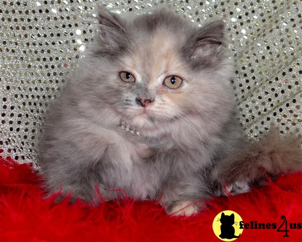 Kittens for Sale