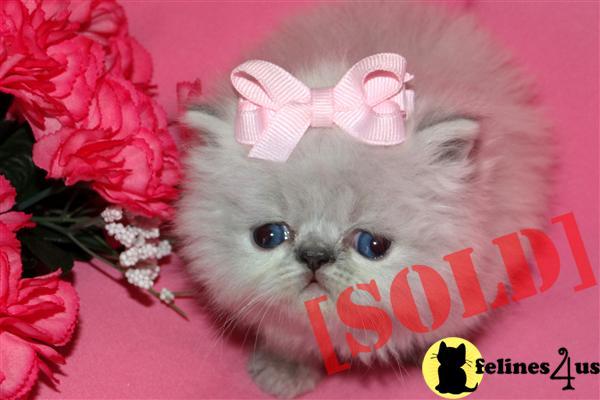 Himalayan Cats For Sale In Chicago Himalayan Cats For Sale In Chicago
